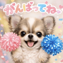 飛び出す♡チワワ