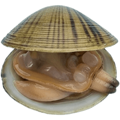 アサリ・シジミ・ハマグリ