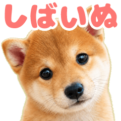 とびだす★柴犬★豆柴 いぬ 犬 子犬