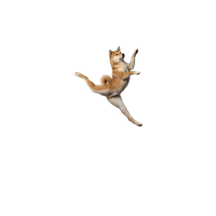 【小さく表示】美脚しば犬