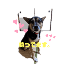 本物犬