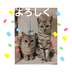 銀ちゃん＆姫ちゃん①　Cats ネコスタンプ