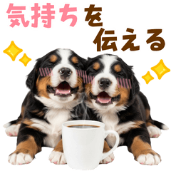 毎日使える！感情豊かなバーニーズ