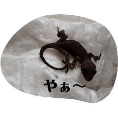 ヤモリちゃ〜ん