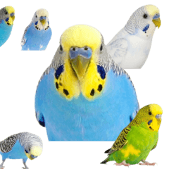 セキセイインコ　実写