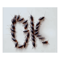 動く！ゴキブリ　実写