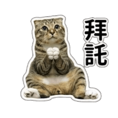 Cheetah the Tabby: Daily Life