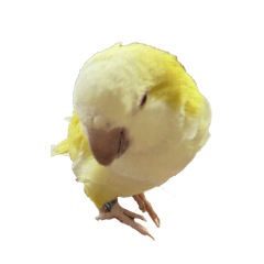 caiyu_20260107172134