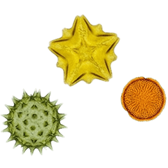 BIG! 顕微鏡で 花粉 を見てみよう