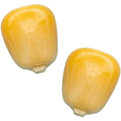 BIG! とうもろこし　実写