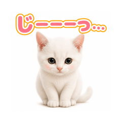 使いやすい！ゆるかわ子猫の日常スタンプ