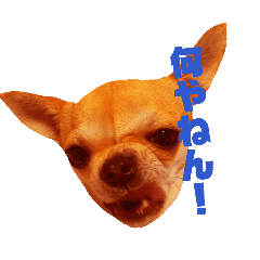 チワワんだふるDX！