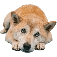 BIG! 老犬しば犬 実写