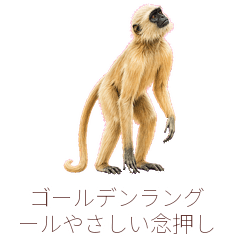 ゴールデンラングールやさしい念押し
