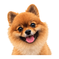 ぽめちゃん＿なかちゃん用