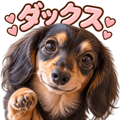 とびだす★ミニチュア ダックス フンド 犬