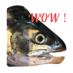 川魚と海の生き物2