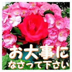 薔薇の花♡Angela_挨拶メッセージ