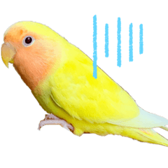 LOVEBIRD_20210701220538