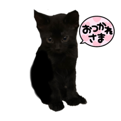 Black kitties 黒猫隊