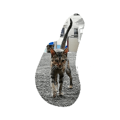 うちの可愛い猫たんスタンプ