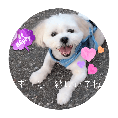 保護犬から過保護犬になったワンココ