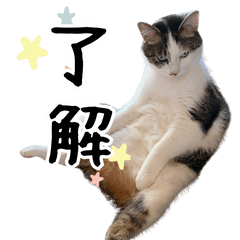 Family cats stickers