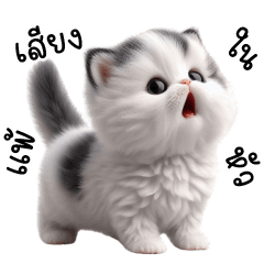 Baby White Kitten So Joyful