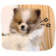 うちの子れおんの日常スタンプ