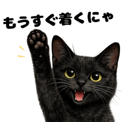 黒猫ツクヨミ まったり癒し系