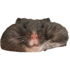 YukipiとJJの暮らしスタンプ第二弾