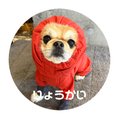 ペキチワぽんちょ 【3歳記念スタンプ】