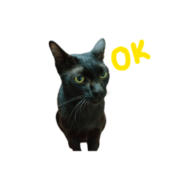 Meow meow_20260419111413