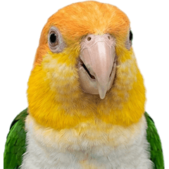 シロハラインコ 実写