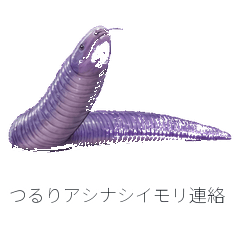 つるりアシナシイモリ連絡