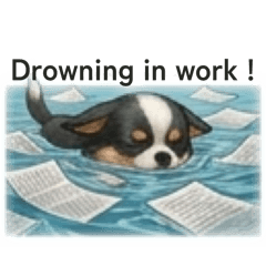 Chihuahua workaholic