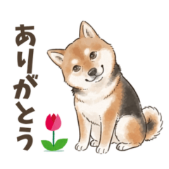ゴマ柴ライフ