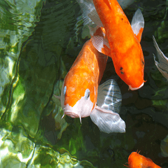 The beauty of fish and flowers