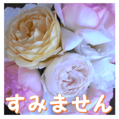薔薇の花♡アソート10_挨拶メッセージ