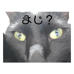 私の黒猫2匹