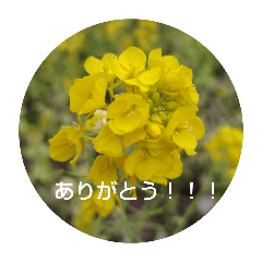 あいさつお花