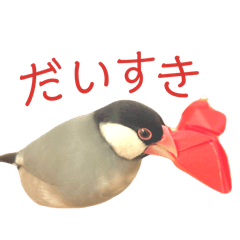 ことりのぼうや2【文鳥】