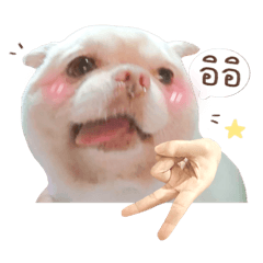 Happy Lucky Money dogs