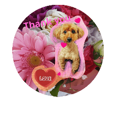 Lovely-poodle