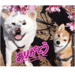 イヌの日常ですぞ