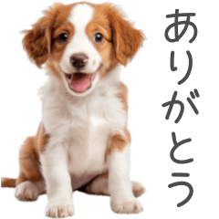 コイケルの子犬スタンプ【毎日使える】