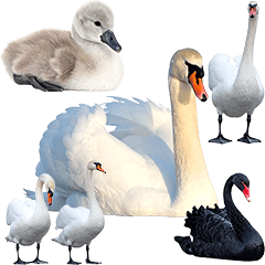 BIG!　白鳥　実写