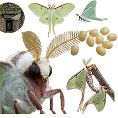 BIG! オオミズアオ　実写