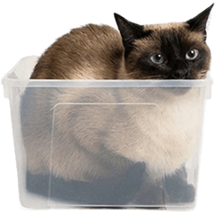 シャム猫　実写