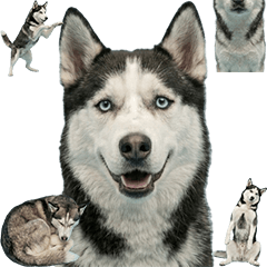 BIG! シベリアンハスキー　実写